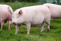 Hungarian pig breed name is big white posing on meadow Royalty Free Stock Photo