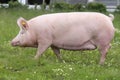 Domestic pig sow posing on fresh green grass meadow Royalty Free Stock Photo