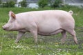 Side view shot of a hungarian big white breed domestic pig Royalty Free Stock Photo