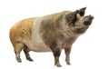 Domestic pig standing and looking up, isolated Royalty Free Stock Photo