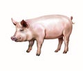 The domestic pig Sus scrofa domesticus