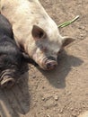 Domestic Pig - Sus scrofa domesticus