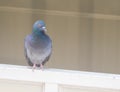 domestic pigeon actions on window Royalty Free Stock Photo