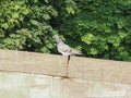 domestic pigeon animal of class Aves (birds Royalty Free Stock Photo