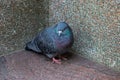 The domestic pigeon Columba livia domestica Royalty Free Stock Photo