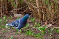 The domestic pigeon (Columba livia domestica or Columba livia forma domestica, walks on the ground