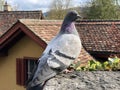 The domestic pigeon Columba livia domestica, Die Haustaube Royalty Free Stock Photo