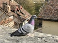 The domestic pigeon Columba livia domestica, Die Haustaube Royalty Free Stock Photo