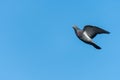 A domestic pigeon in flight blue sky