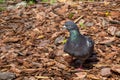 The domestic pigeon Columba livia domestica Royalty Free Stock Photo