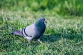 The domestic pigeon Columba livia domestica Royalty Free Stock Photo