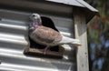 A Domestic Pigeon (Columba livia domestica) resting Royalty Free Stock Photo