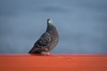 Domestic pigeon Columba livia Royalty Free Stock Photo