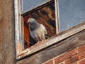 A domestic pigeon in the window Royalty Free Stock Photo
