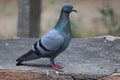 A Domestic pigeon Royalty Free Stock Photo