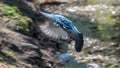 Domestic pigeon spreading wings and landing on blurred background