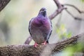 Domestic pigeon standing on a tree branch