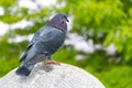 Urban Wildlife: Graceful Pigeon Perched on Concrete Ball in Park