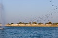 AGGREGATION OF INDIAN PIGEON Royalty Free Stock Photo