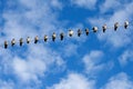 domestic Pigeons Munich, Bavaria Royalty Free Stock Photo