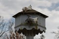 The domestic pigeons at their dovecote