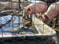 Domestic pigs behind iron cage at petting zoo on a sunny summer day