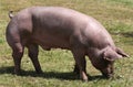 Domestic pigs breeding on a rural animal farm Royalty Free Stock Photo