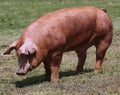 Domestic pigs breeding on a rural animal farm Royalty Free Stock Photo