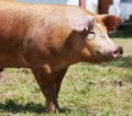 Domestic pigs raising breeding in animal farm rural scene Royalty Free Stock Photo