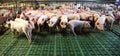 Domestic pigs breeding on a rural animal farm