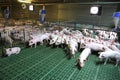 Domestic pigs breeding on a rural animal farm Royalty Free Stock Photo