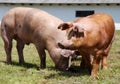 Domestic pigs breeding on a rural animal farm Royalty Free Stock Photo