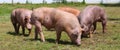 Domestic pigs raising breeding in animal farm rural scene Royalty Free Stock Photo