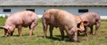 Domestic pigs raising breeding in animal farm rural scene Royalty Free Stock Photo