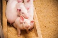 Domestic pigs on a farm Royalty Free Stock Photo