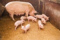 Domestic pigs on a farm Royalty Free Stock Photo