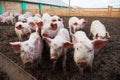 Domestic pigs on a farm Royalty Free Stock Photo