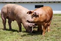 Domestic pigs on the farm Royalty Free Stock Photo