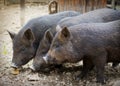 Domestic pigs on farm Royalty Free Stock Photo