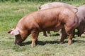 Domestic pigs grazing on animal farm summertime Royalty Free Stock Photo