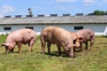 Domestic pigs grazing on animal farm summertime Royalty Free Stock Photo