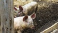 Domestic pigs in the livestock. Lrge group of pigs playing together an waiting to be fed in their timber old farm style pig pen on Royalty Free Stock Photo