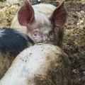 Domestic pigs in the livestock. Lrge group of pigs playing together an waiting to be fed in their timber old farm style pig pen on Royalty Free Stock Photo