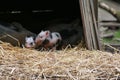 Domestic pigs, piglets in the straw