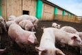 Domestic pigs on a farm Royalty Free Stock Photo