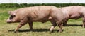 Domestic pigs breeding on a rural animal farm Royalty Free Stock Photo