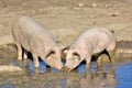 Domestic pigs with their dirty snouts in a wallow