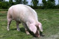 Beautiful young female pig sunbathing on pasture summertime Royalty Free Stock Photo