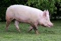 Domestic pink colored sow graze on pasture Royalty Free Stock Photo