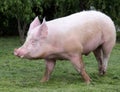 Pink hairy pig runs on the pasture Royalty Free Stock Photo